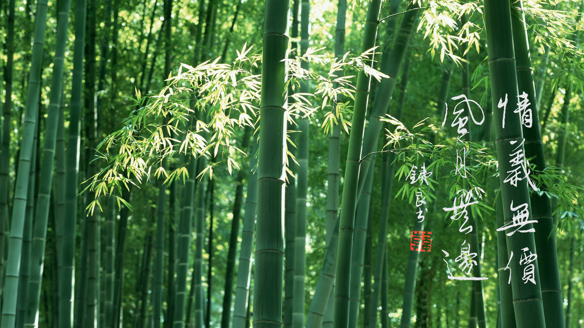 阳原县